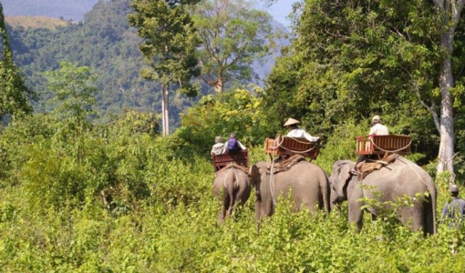 elefante-en-laos