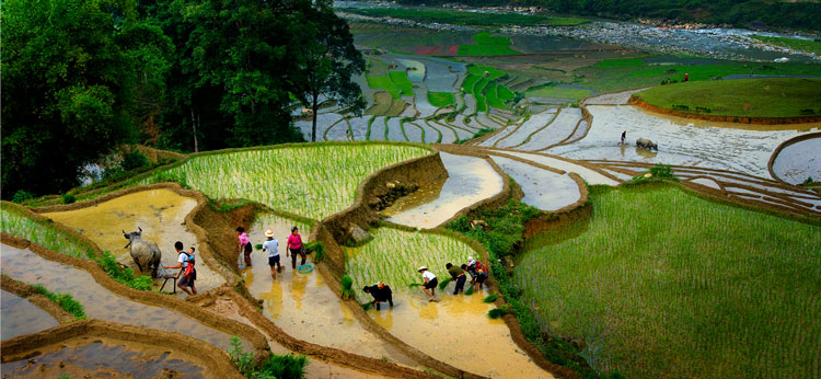 planting-rice-sapa