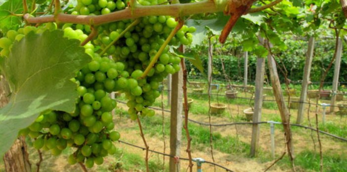 battambang-grape-vineyard