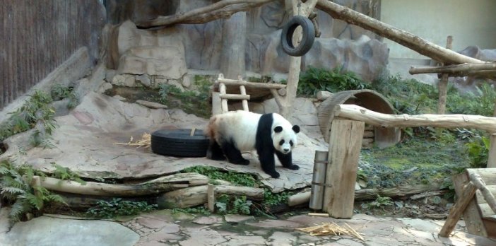panda-exhibit-chiangmai-zoo