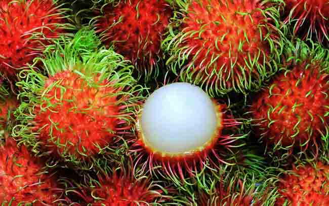 rambután