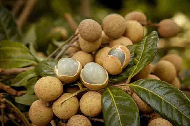 longan