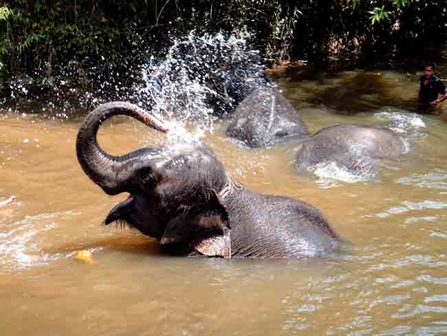 elefante-en-angkor